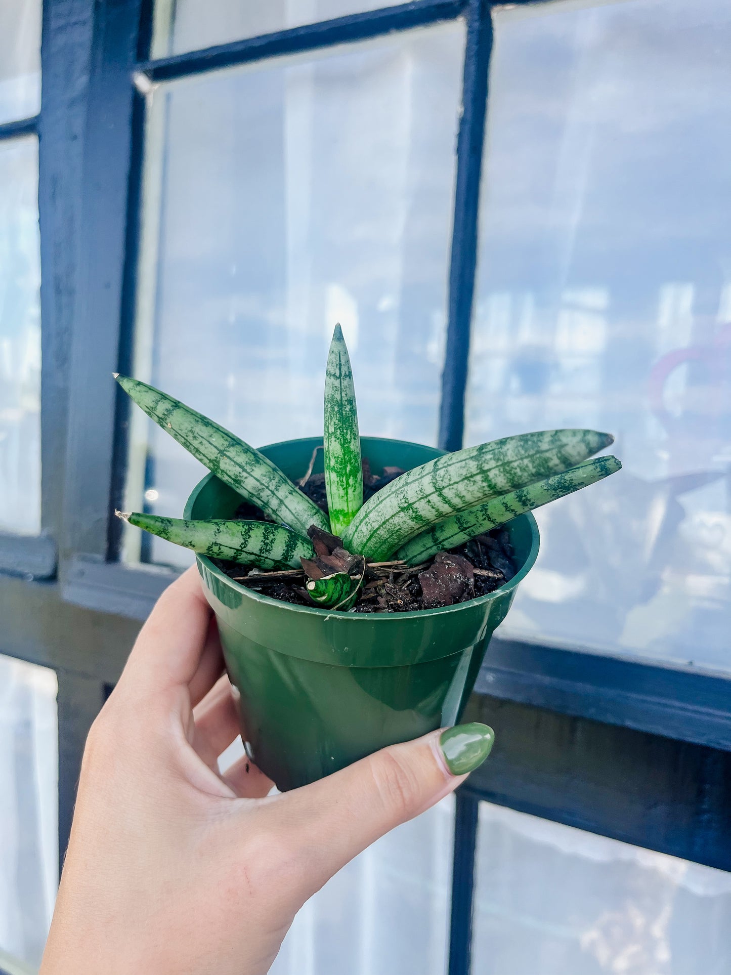 StarFish Snake Plant - 4 Inch