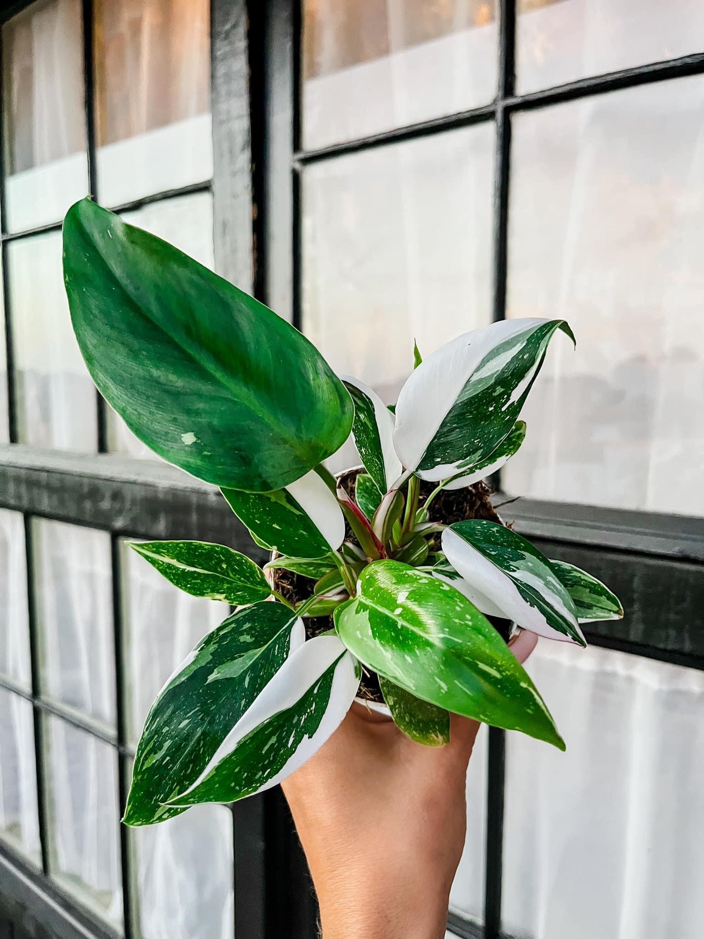 White Princess Philodendron - 4 Inch