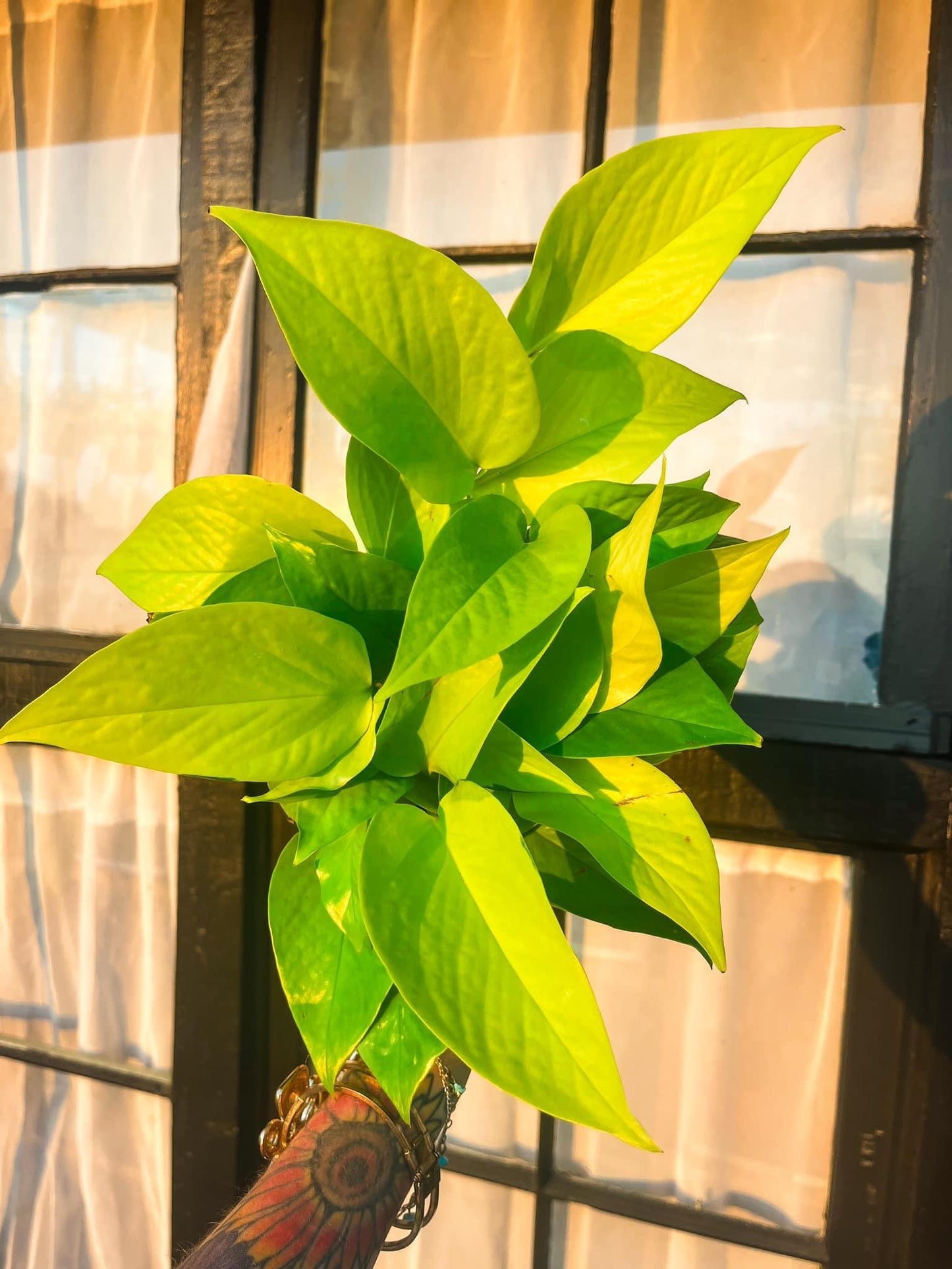 Neon Pothos - 4 Inch