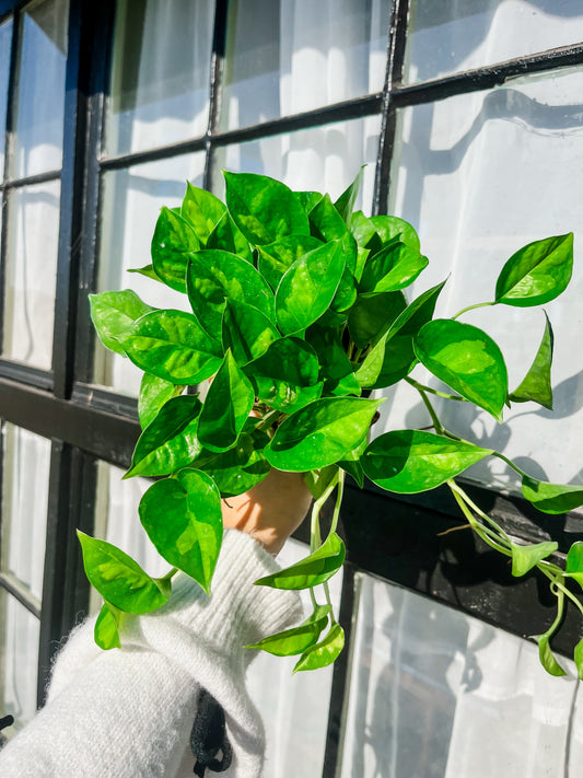 Global Green Pothos - 4 Inch