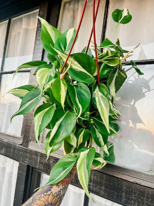 Cream Splash Philodendron - 6 Inch Hanging Basket