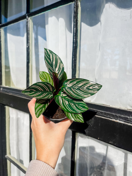 Pin Stripe Calathea - 4 Inch