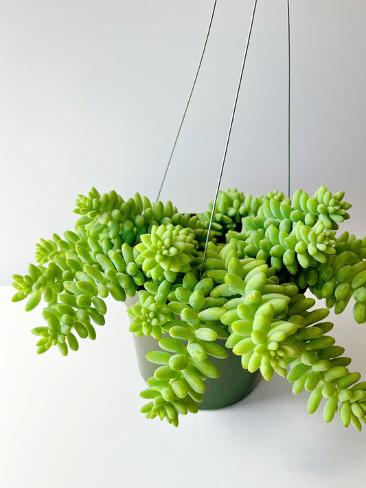 Donkey Tail Succulent 6 inch