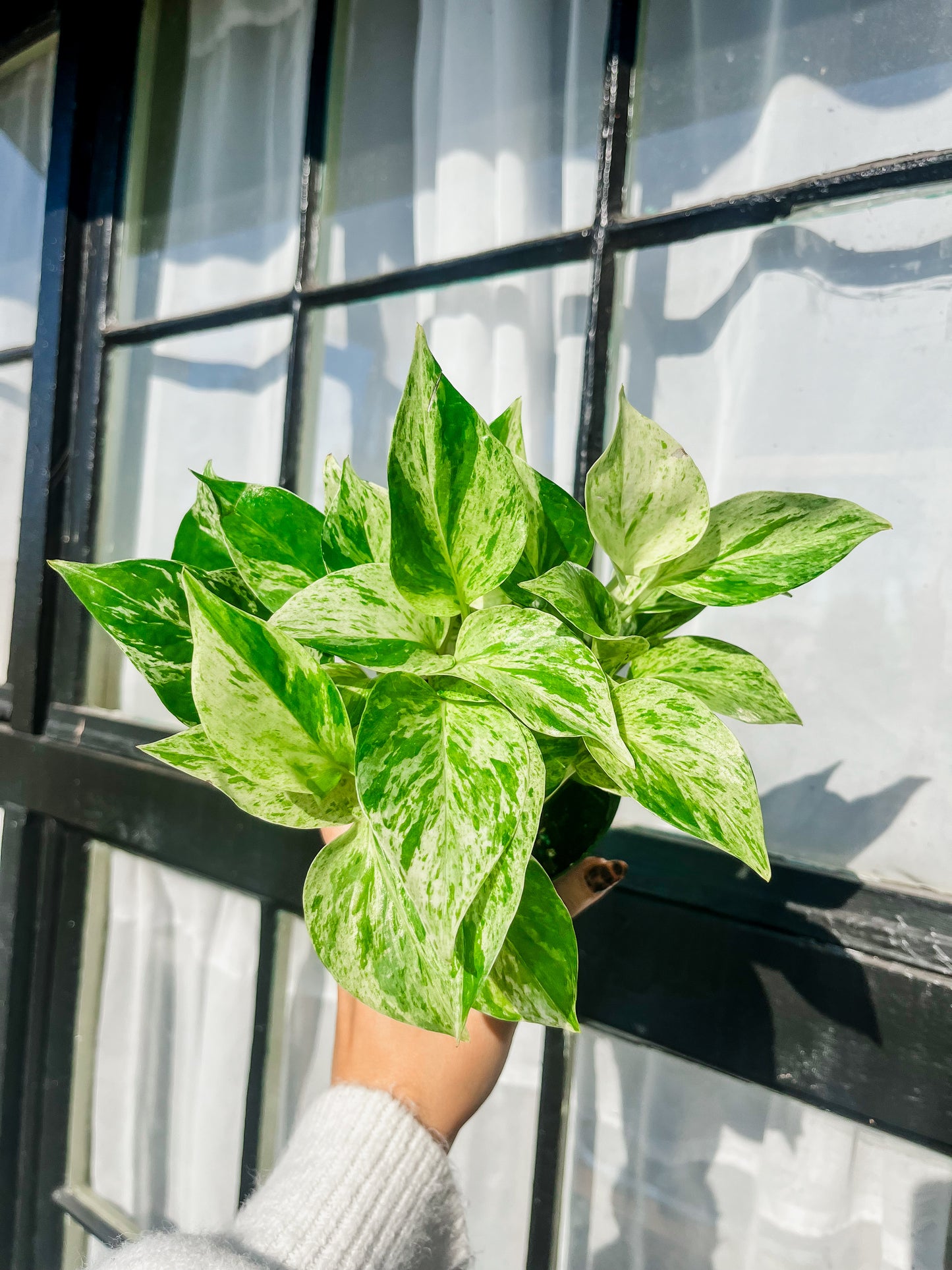 Snow Queen Pothos - 4 Inch