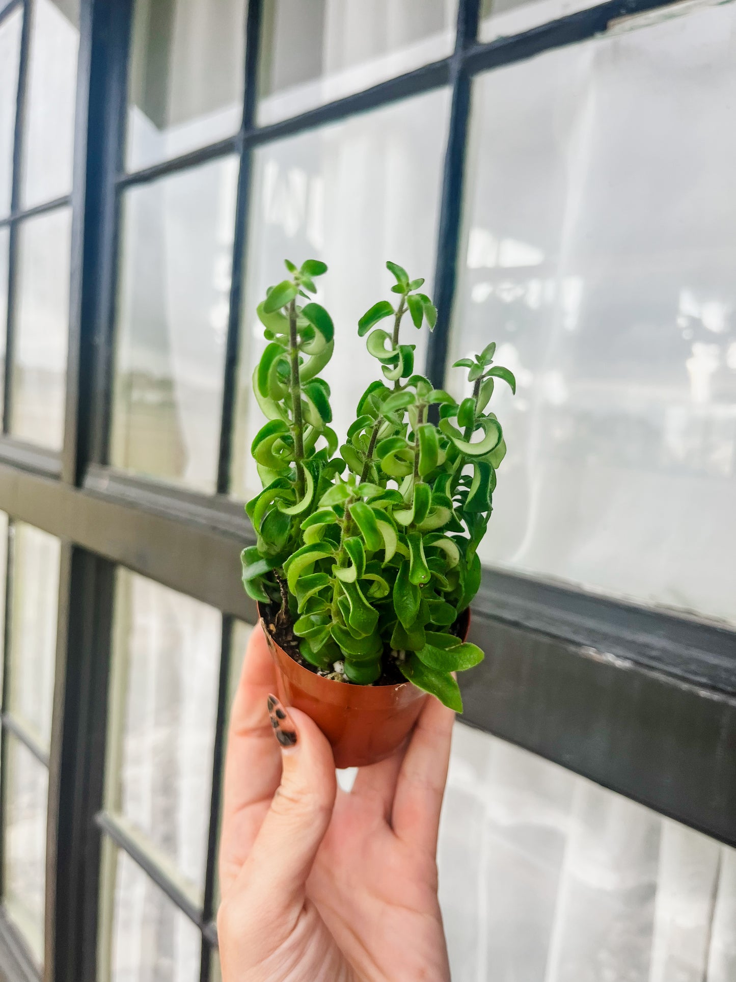 Twisted Lipstick Plant