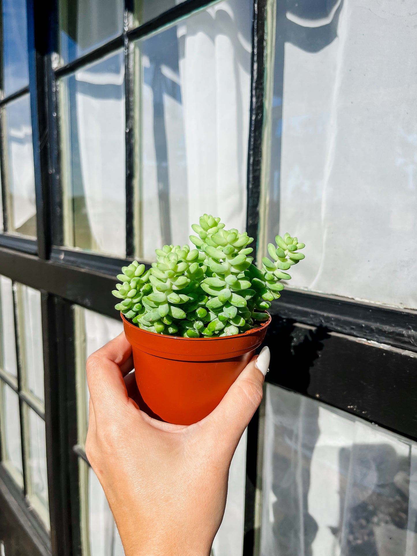 Donkey Tail Succulent - 4 Inch