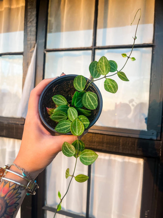 Watermelon Dischidia Ovata - 4 Inch