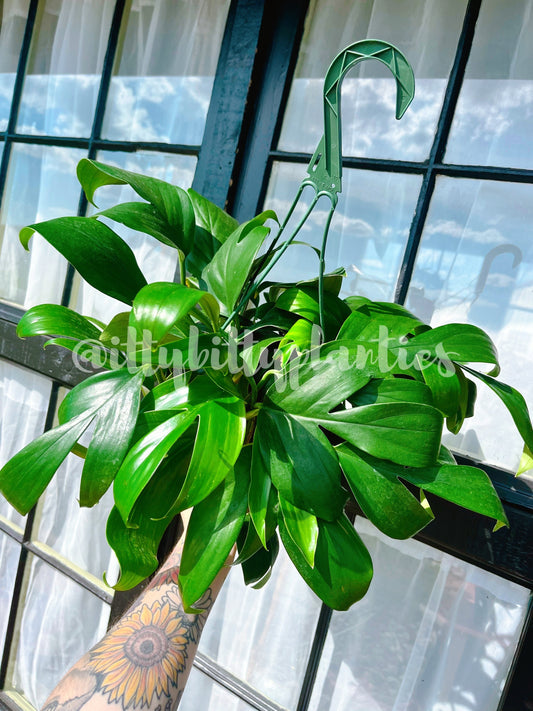 8 Inch Dragon Tail Philodendron