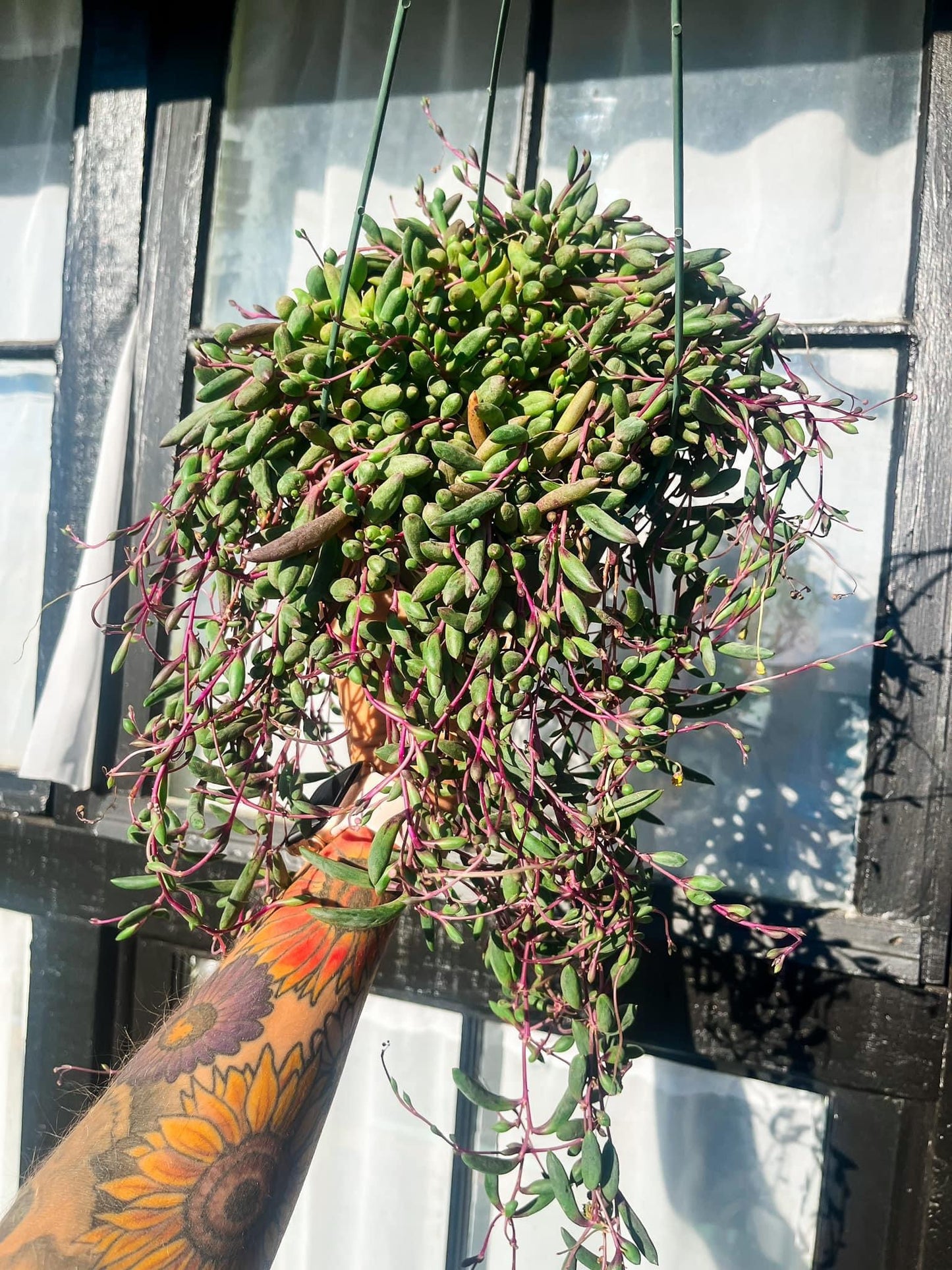 String Of Rubies