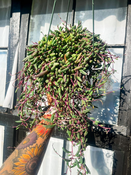 String Of Rubies