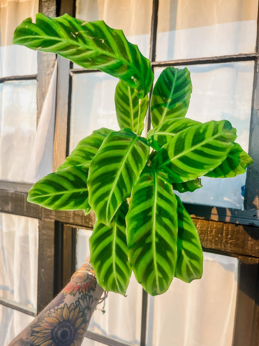 Zebrina Calathea - 6 Inch