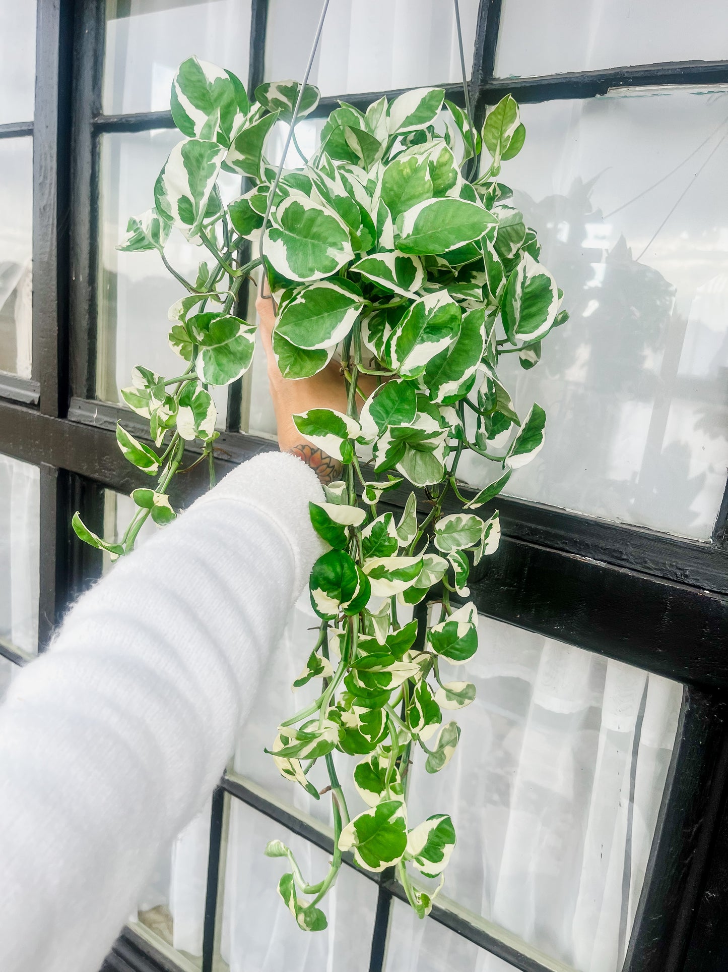 N Joy Pothos - 6 Inch Hanging Basket