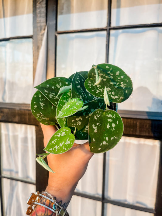 Silver Satin Pothos - 4 Inch