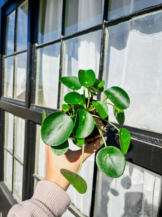 Chinese Money Plant - 4 Inch