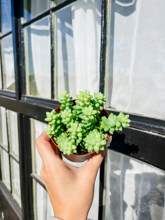 Donkey Tail Succulent - 4 Inch