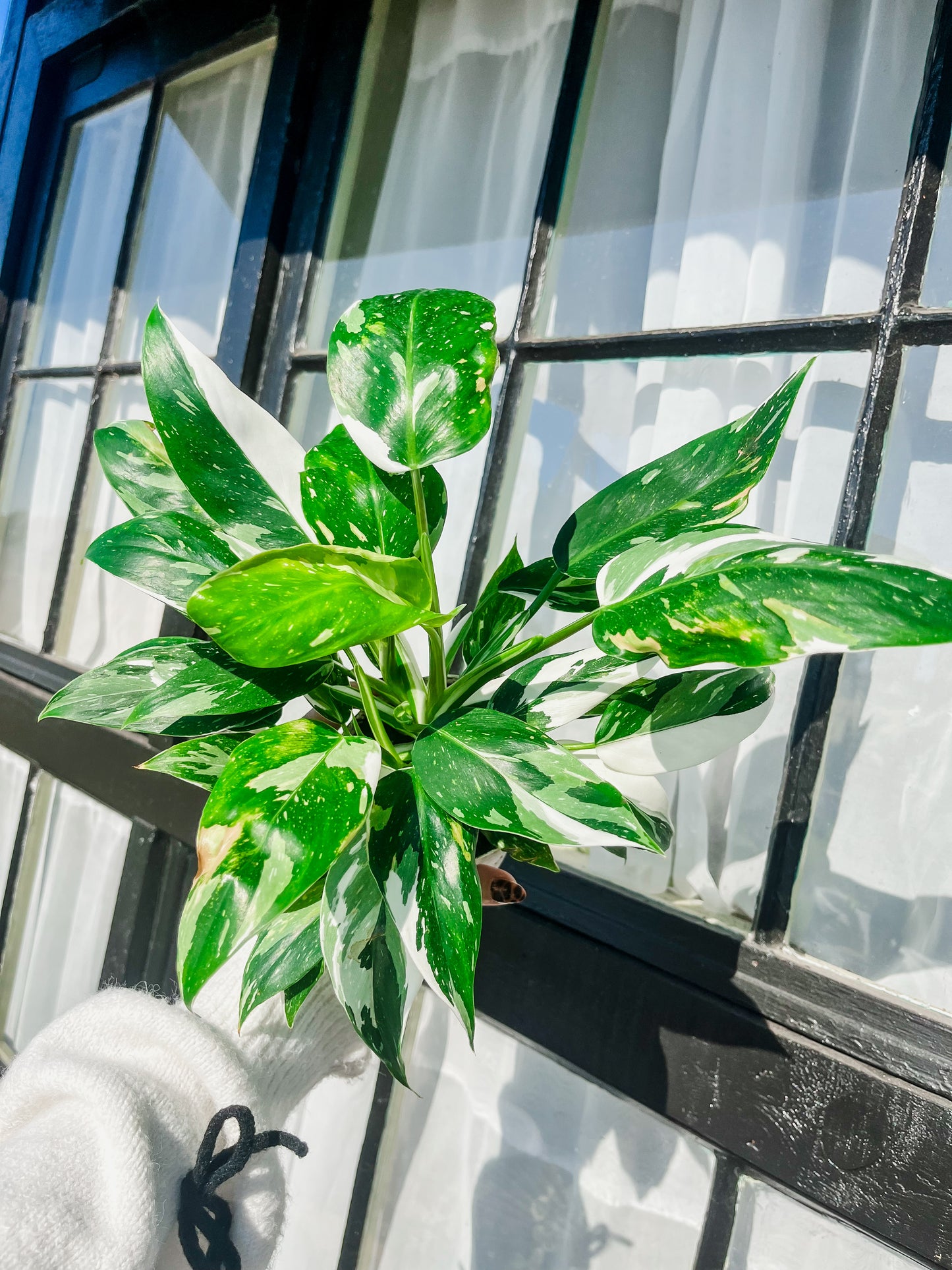 White Wizard Philodendron - 4 Inch