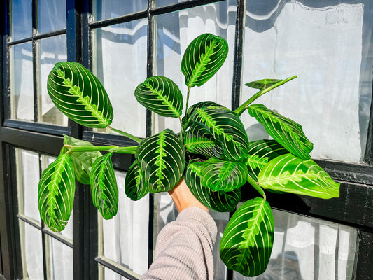 Prayer Plant - 4 Inch