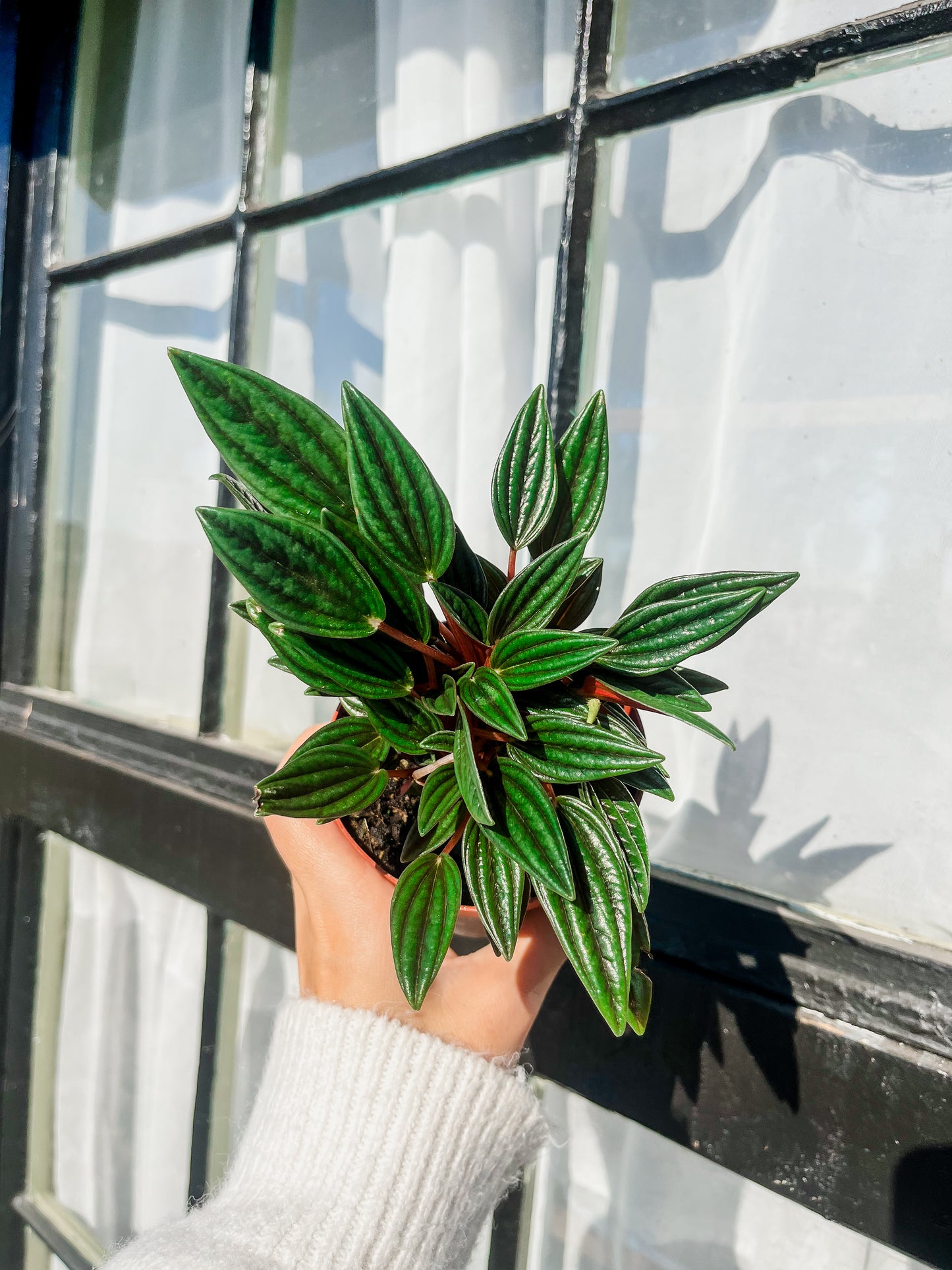 Rosso Peperomia - 4 Inch