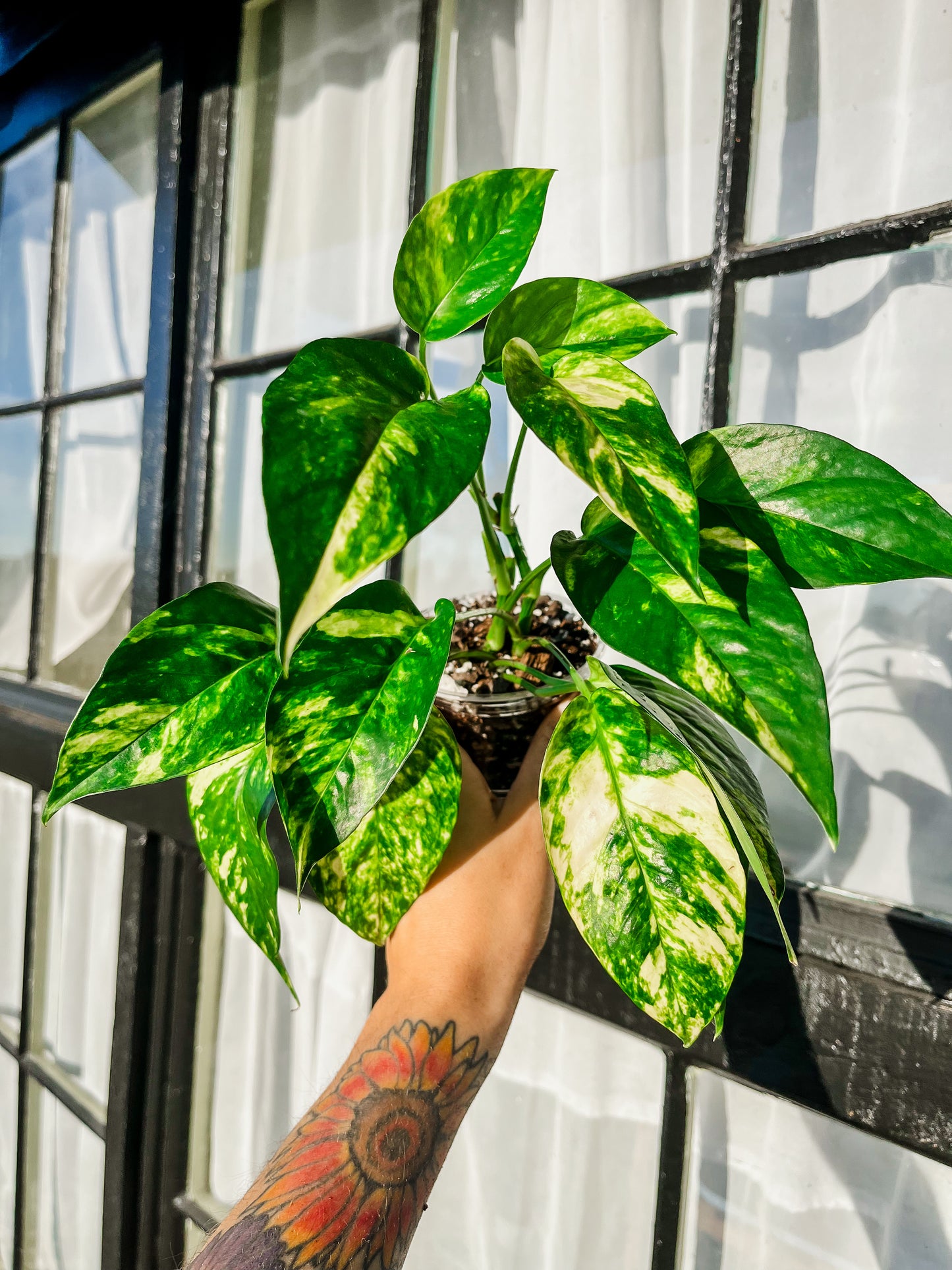 Sunburst Pothos