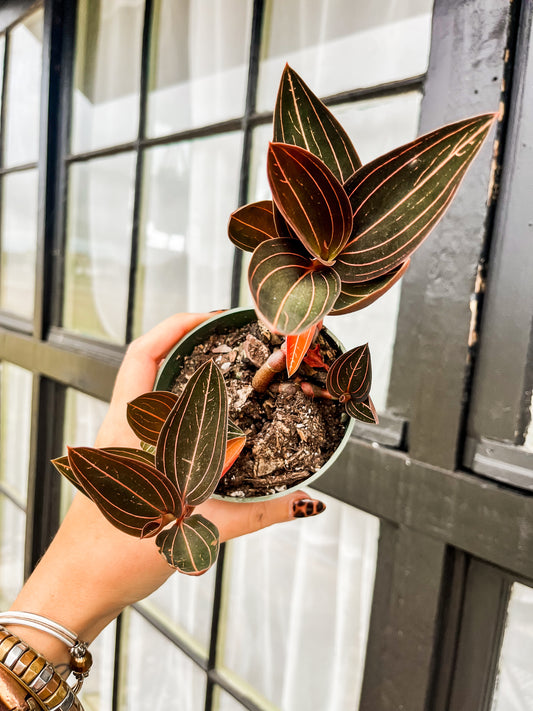 Jewel Orchid