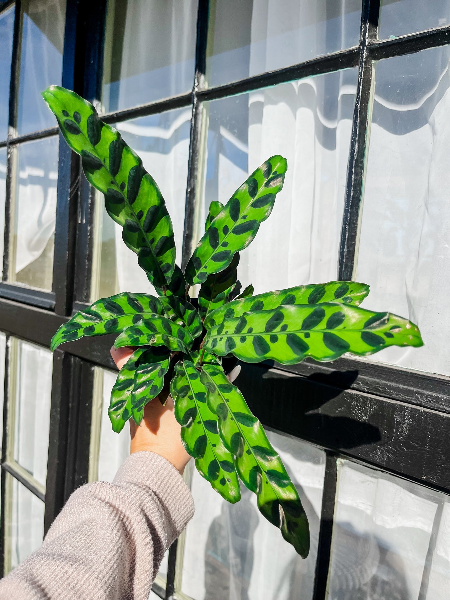 Rattlesnake Calathea