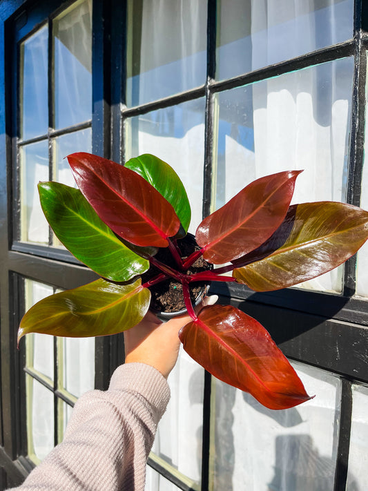 Cherry Red Philodendron