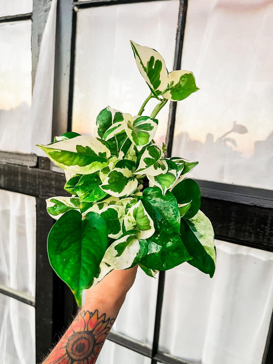 N Joy Pothos - 4 Inch