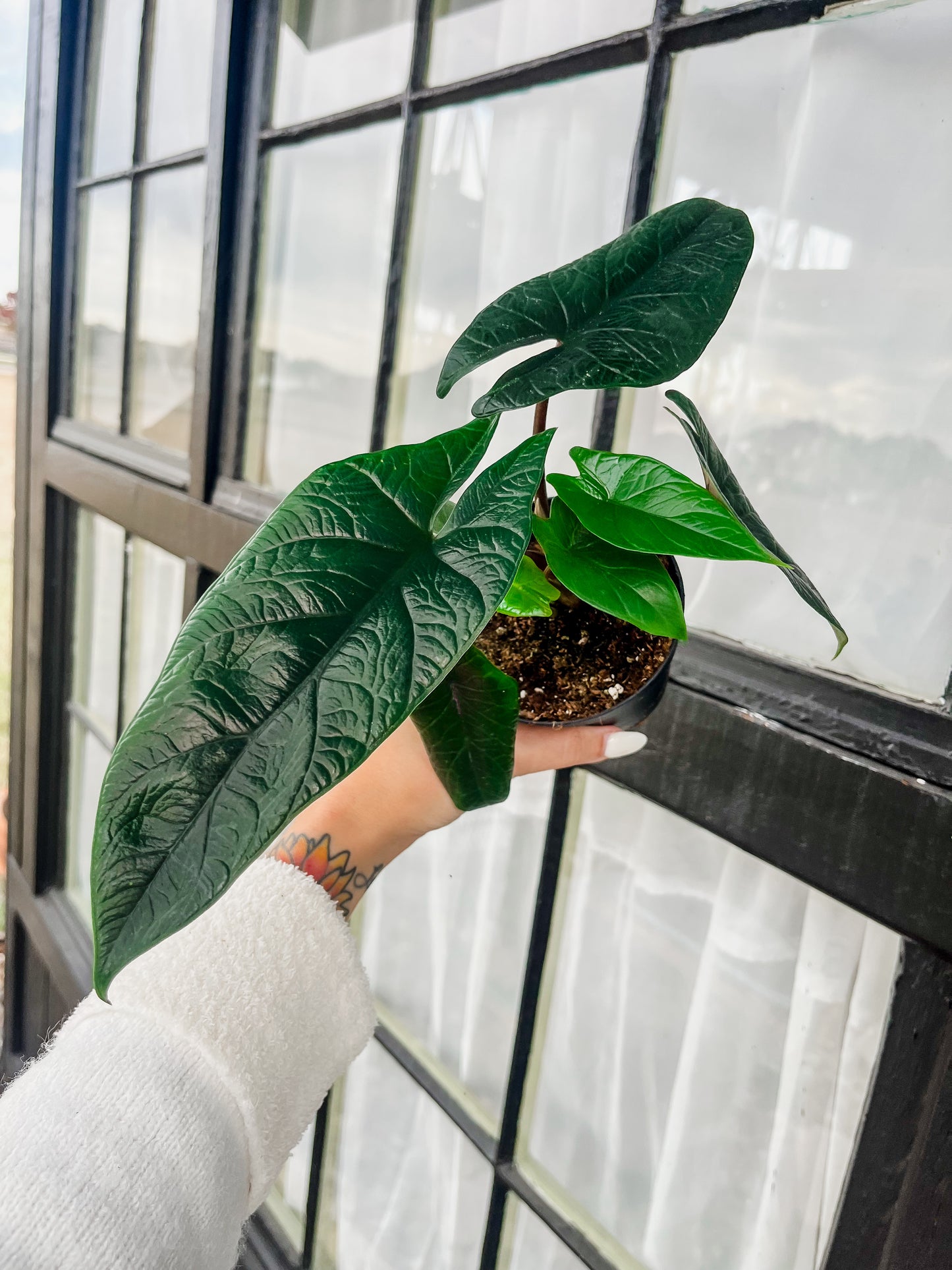 Alocasia Scalprum - 4 Inch