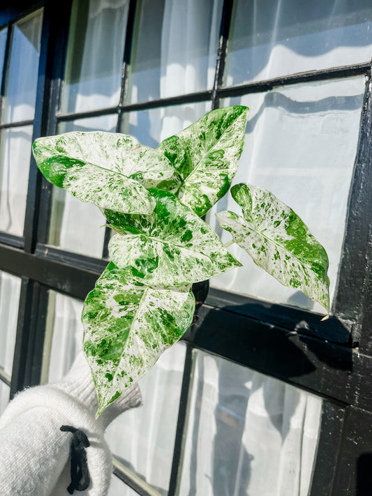 Alocasia Blizzard - 4 Inch