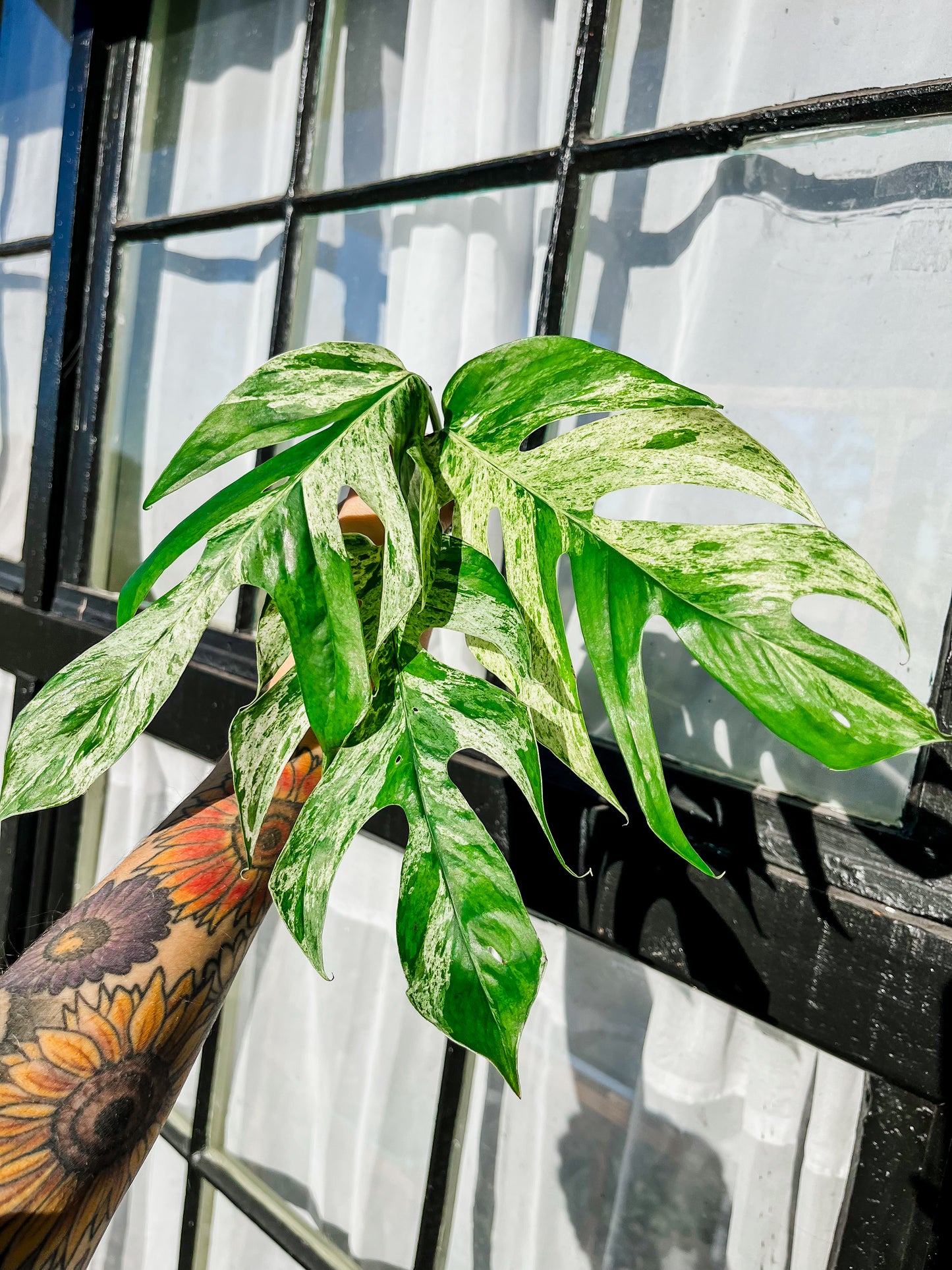 Marble Epipremnum Pinnatum Cuttings (3)